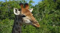 Safari im Kariega Wildreservat &ndash; &copy; Anna Stiebing (Eberhardt TRAVEL)