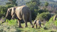 Safari im Kariega Wildreservat