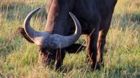 Safari im Kariega Wildreservat &ndash; &copy; Anna Stiebing (Eberhardt TRAVEL)