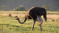 Safari im Kariega Wildreservat &ndash; &copy; Anna Stiebing (Eberhardt TRAVEL)