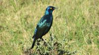 Safari im Kariega Wildreservat, Glanzstar &ndash; &copy; Anna Stiebing (Eberhardt TRAVEL)