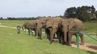 Knysna Elephant Park &ndash; &copy; Anna Stiebing (Eberhardt TRAVEL)