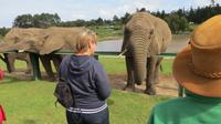 Knysna Elephant Park &ndash; &copy; Anna Stiebing (Eberhardt TRAVEL)