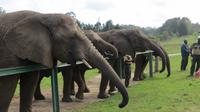 Knysna Elephant Park &ndash; &copy; Anna Stiebing (Eberhardt TRAVEL)