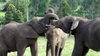 Knysna Elephant Park &ndash; &copy; Anna Stiebing (Eberhardt TRAVEL)