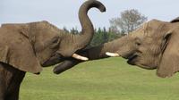 Knysna Elephant Park &ndash; &copy; Anna Stiebing (Eberhardt TRAVEL)