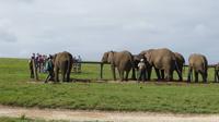 Knysna Elephant Park &ndash; &copy; Anna Stiebing (Eberhardt TRAVEL)