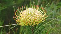 Protea &ndash; &copy; Anna Stiebing (Eberhardt TRAVEL)