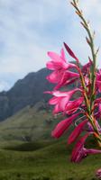 Jonkershoek Naturreservat &ndash; &copy; Anna Stiebing (Eberhardt TRAVEL)
