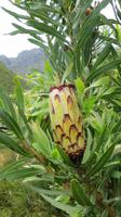 Jonkershoek Naturreservat &ndash; &copy; Anna Stiebing (Eberhardt TRAVEL)