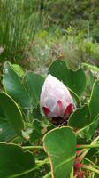 Jonkershoek Naturreservat &ndash; &copy; Anna Stiebing (Eberhardt TRAVEL)
