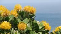 Protea &ndash; &copy; Anna Stiebing (Eberhardt TRAVEL)