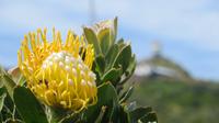 Protea &ndash; &copy; Anna Stiebing (Eberhardt TRAVEL)