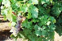 Devon Valley - Wein &ndash; &copy; Annett Müller (Eberhardt TRAVEL)