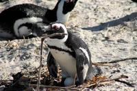 Boulder`s Beach &ndash; &copy; Annett Müller (Eberhardt TRAVEL)