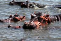 Hippos &ndash; &copy; Annett Müller (Eberhardt TRAVEL)