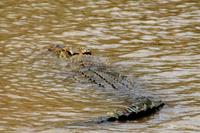 Hippocrocodog &ndash; &copy; Annett Müller (Eberhardt TRAVEL)