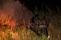 Büffel bei Nacht &ndash; &copy; Annett Müller (Eberhardt TRAVEL)