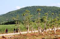 Mpumalanga - Avocado &ndash; &copy; Annett Müller (Eberhardt TRAVEL)