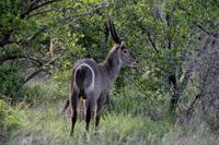 Wasserbock &ndash; &copy; Annett Müller (Eberhardt TRAVEL)