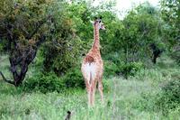 Baby-Giraffe &ndash; &copy; Annett Müller (Eberhardt TRAVEL)