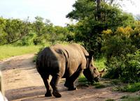 Breitmaulnashorn &ndash; &copy; Annett Müller (Eberhardt TRAVEL)