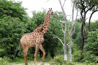 Giraffe &ndash; &copy; Annett Müller (Eberhardt TRAVEL)