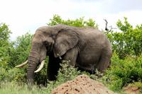 Elefant &ndash; &copy; Annett Müller (Eberhardt TRAVEL)