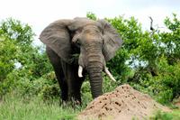 Elefant &ndash; &copy; Annett Müller (Eberhardt TRAVEL)