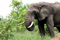 Elefant &ndash; &copy; Annett Müller (Eberhardt TRAVEL)