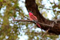 Bunter Vogel &ndash; &copy; Annett Müller (Eberhardt TRAVEL)