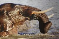 Elefant &ndash; &copy; Annett Müller (Eberhardt TRAVEL)