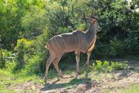 Kudu &ndash; &copy; Annett Müller (Eberhardt TRAVEL)