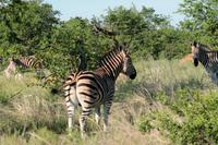 Zebras &ndash; &copy; Annett Müller (Eberhardt TRAVEL)