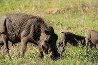 Warzenschwein-Familie &ndash; &copy; Annett Müller (Eberhardt TRAVEL)