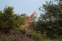 Giraffe &ndash; &copy; Annett Müller (Eberhardt TRAVEL)