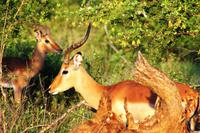 Impalas &ndash; &copy; Annett Müller (Eberhardt TRAVEL)