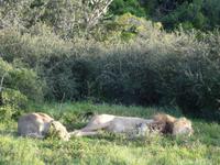 Kariega Game Reserve &ndash; &copy; Joscha Koob (Eberhardt TRAVEL)
