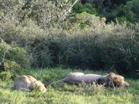 Kariega Game Reserve &ndash; &copy; Joscha Koob (Eberhardt TRAVEL)
