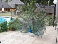 Pfau - Heia Safari Ranch &ndash; &copy; Joscha Koob (Eberhardt TRAVEL)