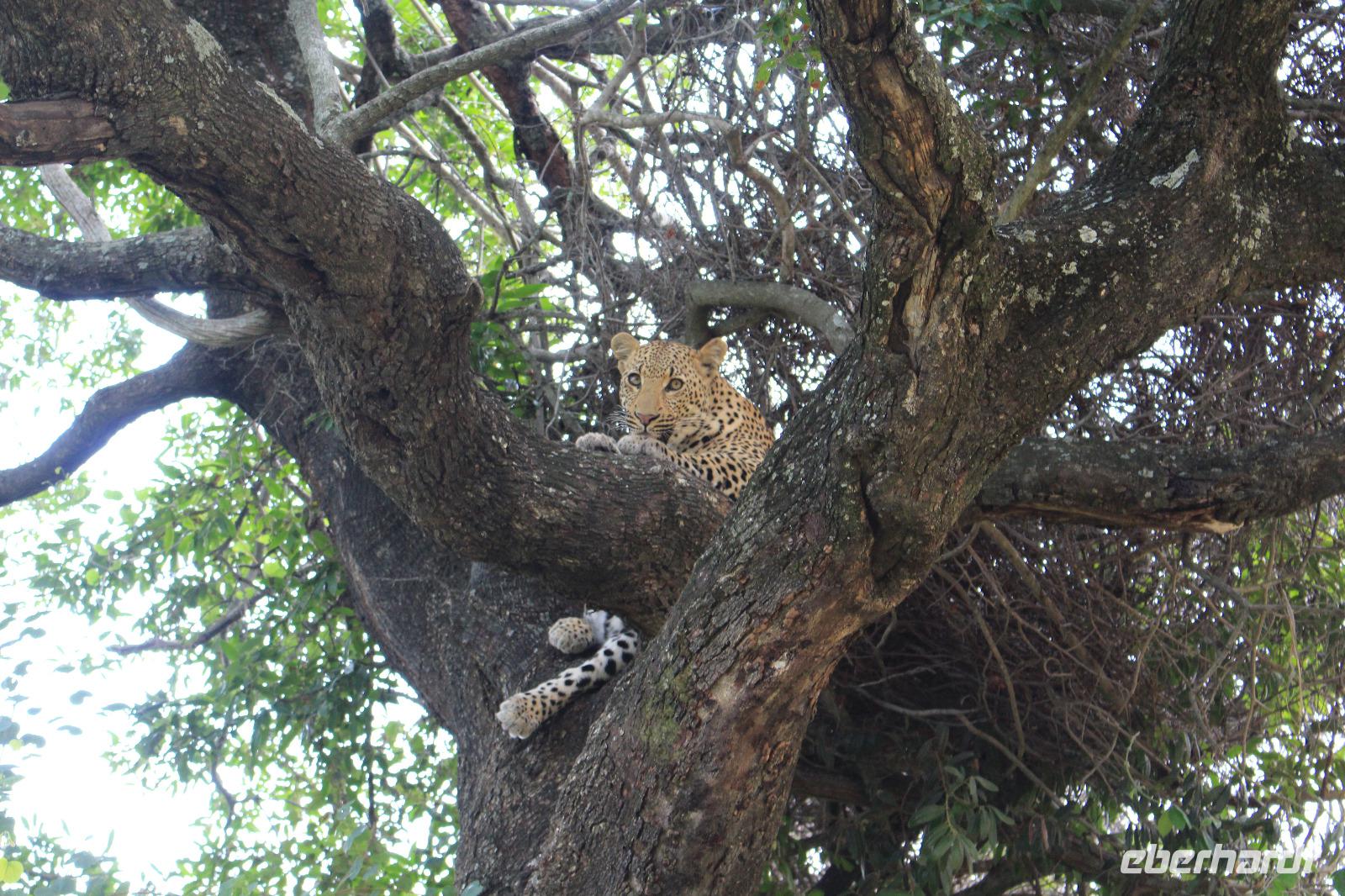Krüger Nationalpark &ndash; &copy; Claudia Kleber (Eberhardt TRAVEL)
