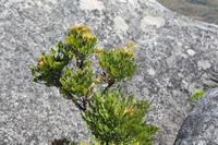 Tafelberg &ndash; &copy; Claudia Kleber (Eberhardt TRAVEL)