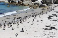 Boulders Bay