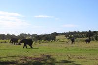 Elephant Park Knysna &ndash; &copy; Claudia Kleber (Eberhardt TRAVEL)