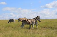 Elephant Park Knysna &ndash; &copy; Claudia Kleber (Eberhardt TRAVEL)