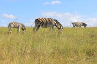 Elephant Park Knysna &ndash; &copy; Claudia Kleber (Eberhardt TRAVEL)