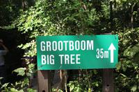 Big Tree &ndash; &copy; Claudia Kleber (Eberhardt TRAVEL)