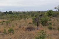 Krüger Nationalpark &ndash; &copy; Claudia Kleber (Eberhardt TRAVEL)