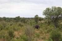 Krüger Nationalpark &ndash; &copy; Claudia Kleber (Eberhardt TRAVEL)