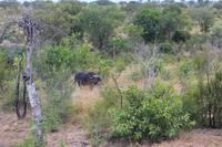 Krüger Nationalpark &ndash; &copy; Claudia Kleber (Eberhardt TRAVEL)